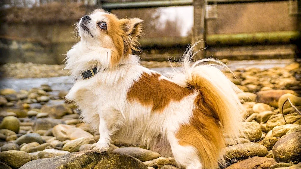 Chihuahua long-haired