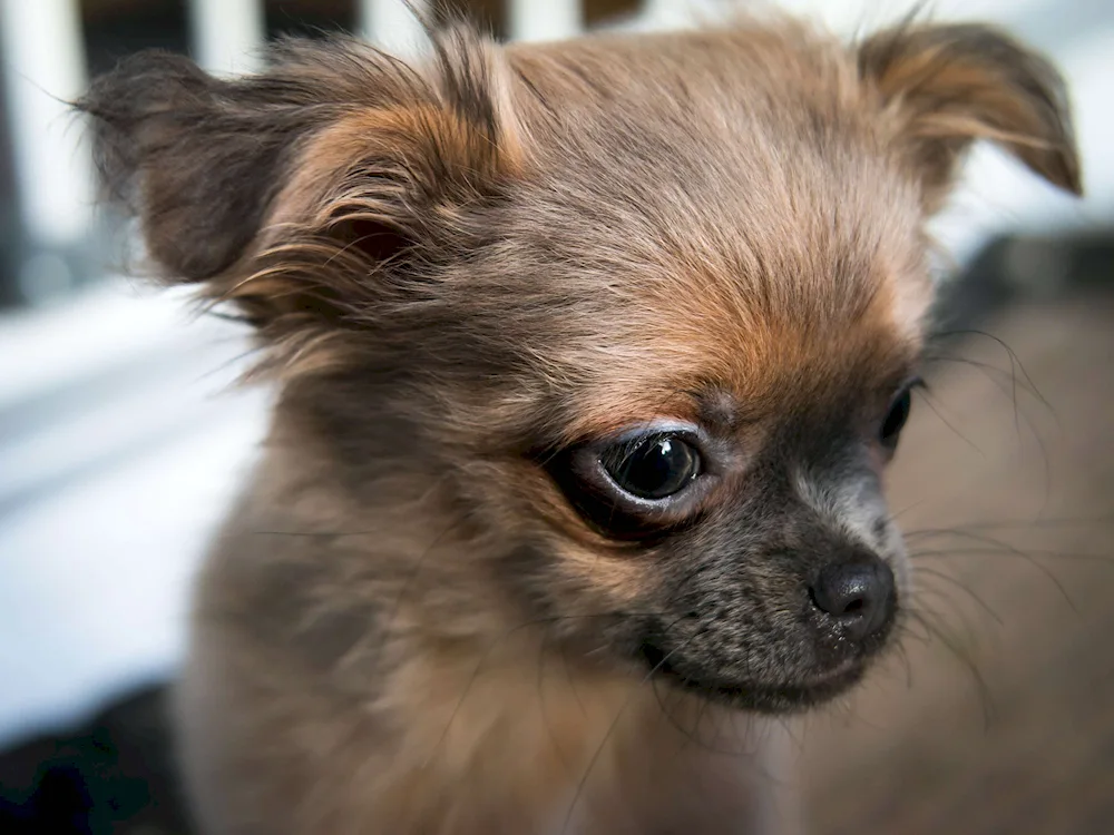 Chihuahua long-haired