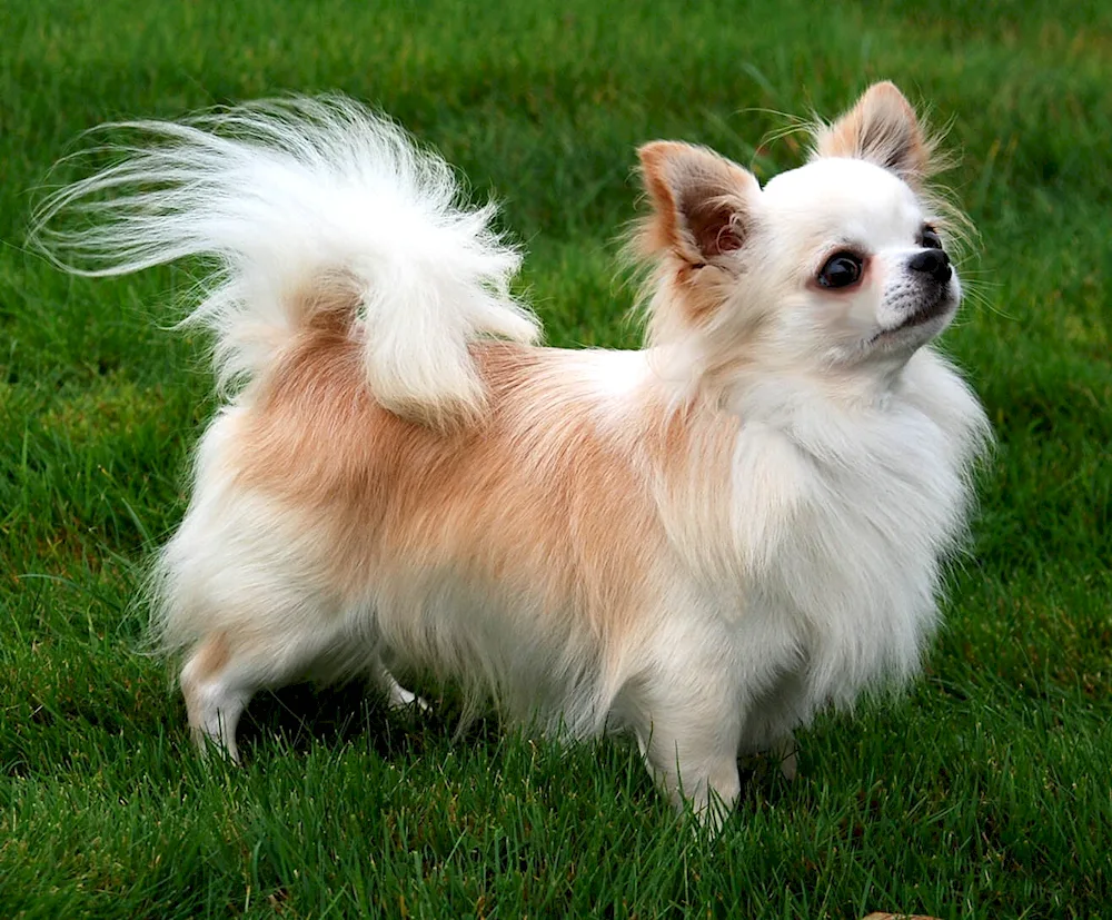 Chihuahua long-haired Coby