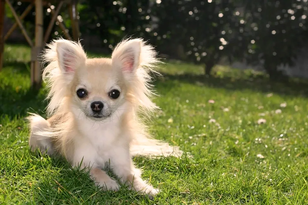 Chihuahua longhairs maxi