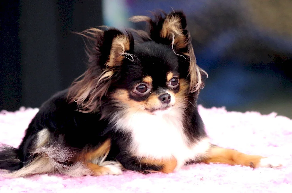 Mexican Chihuahua longhaired