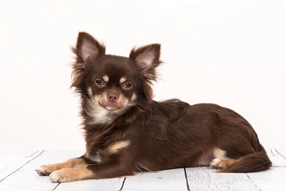 Chihuahua longhair chocolate