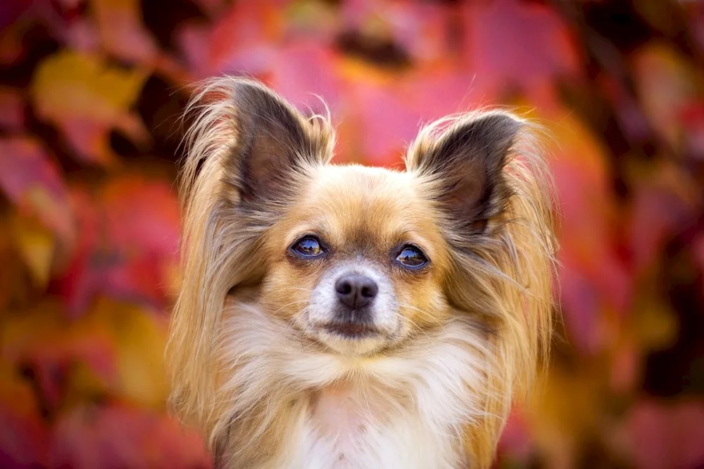 Yorkshire Terrier long-haired