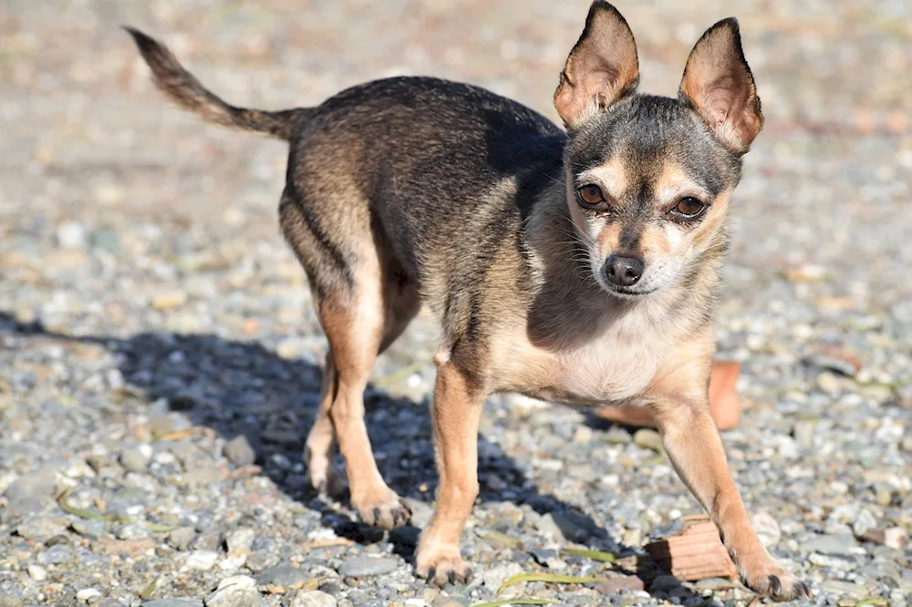 Chihuahua and sheepdog