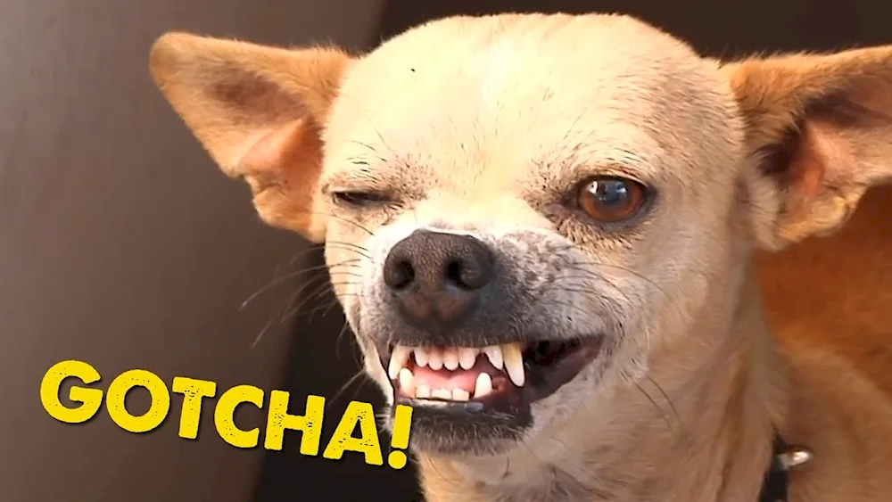 Chihuahua Hua vicious