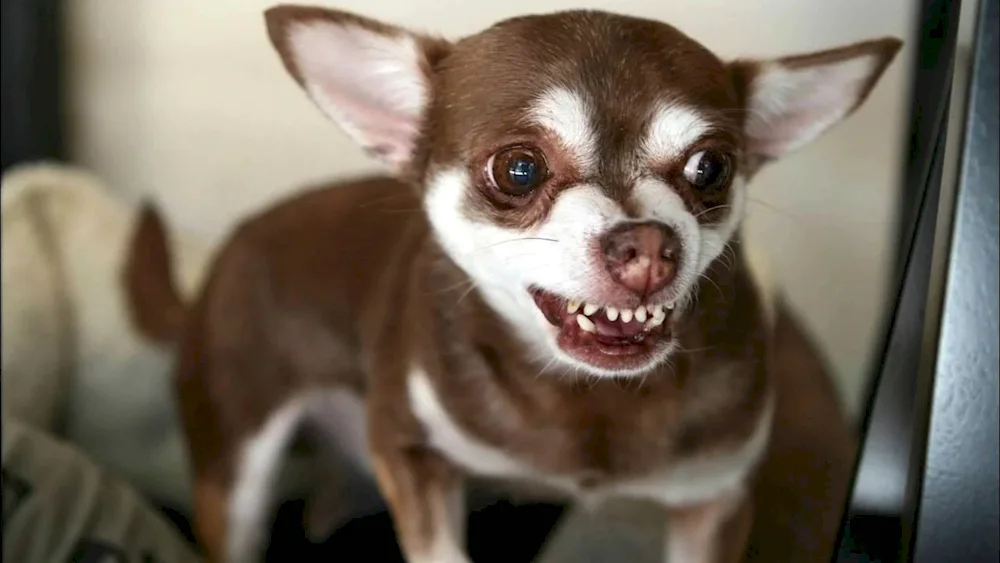 Chihuahua