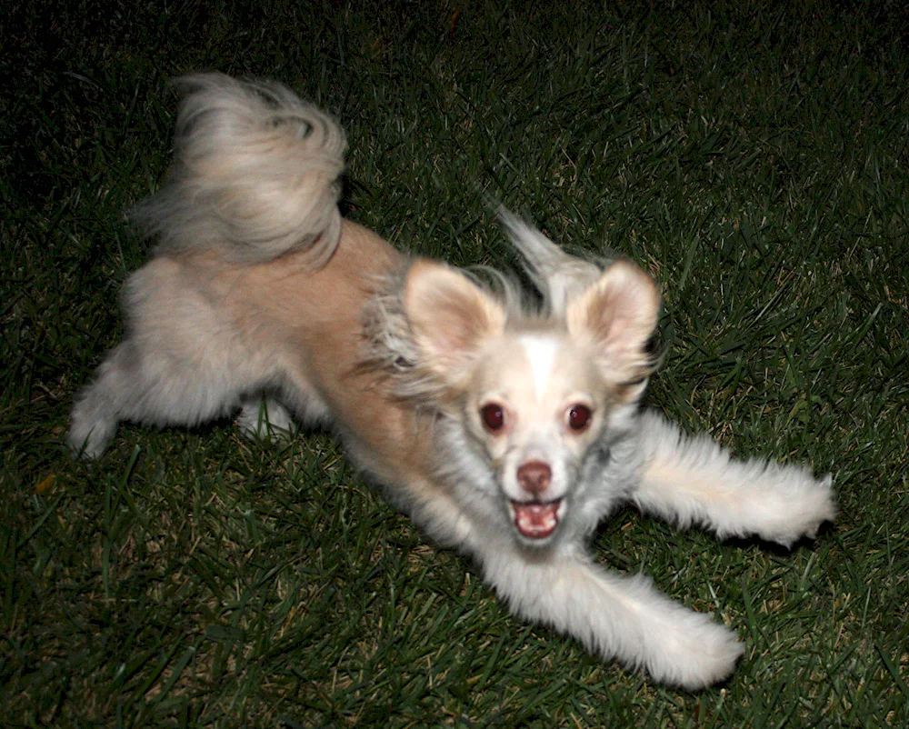 Chihuahua Chinese Crested