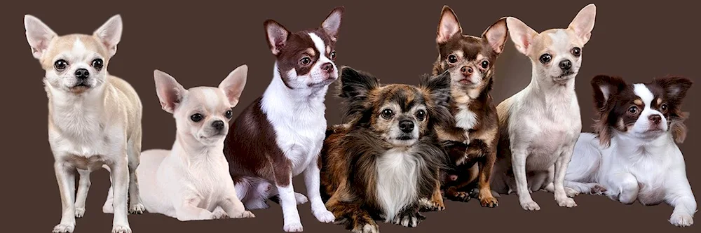 Chihuahua cobbies longnose