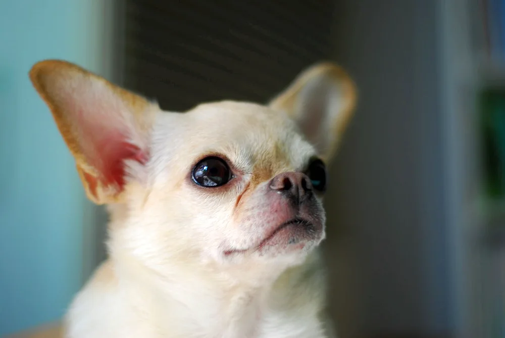 Chihuahua dog breeds