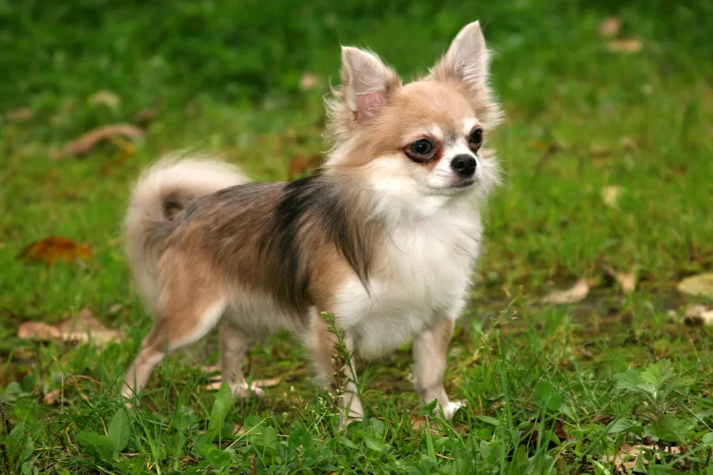 Chihuahua cobby long-haired