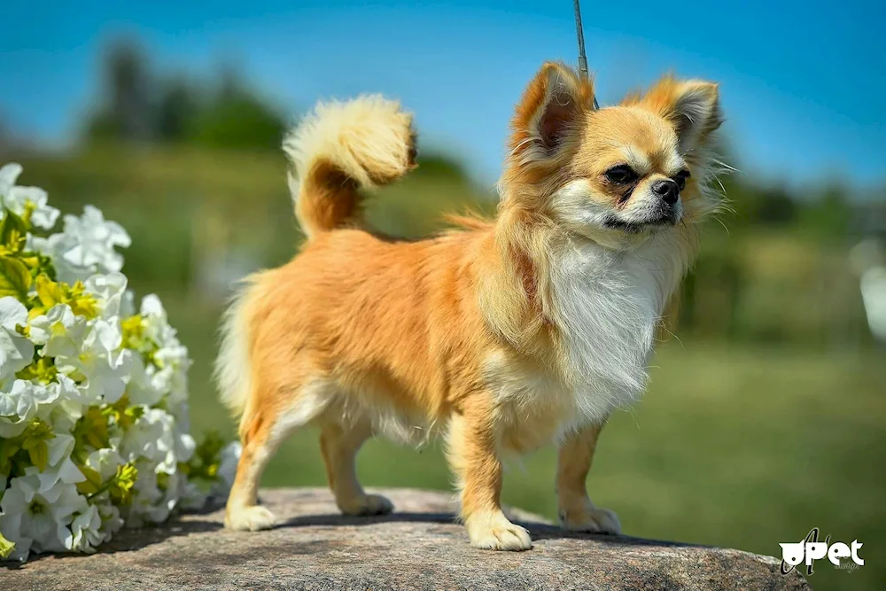 Chihuahua cobby long-haired