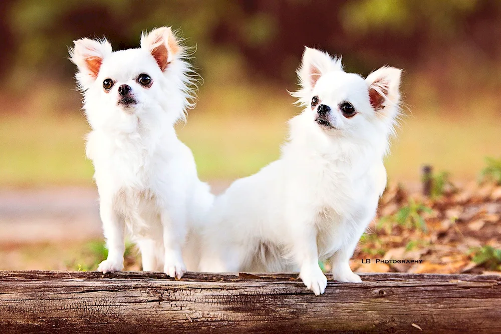 Chihuahua hairy