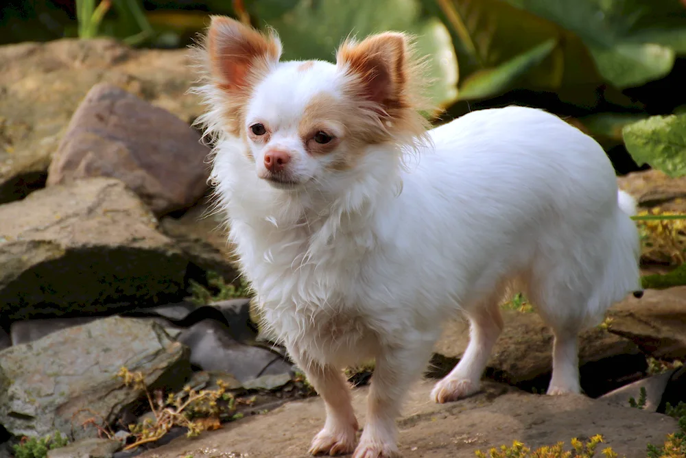 Chihuahua cobbies longhair