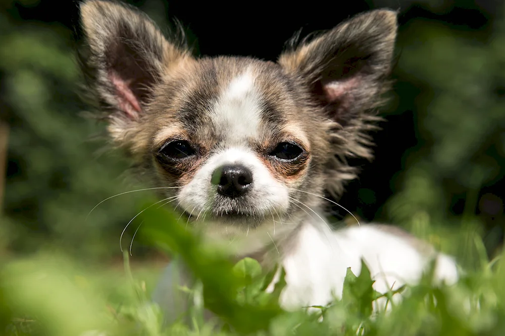 Chihuahua cobby longhair