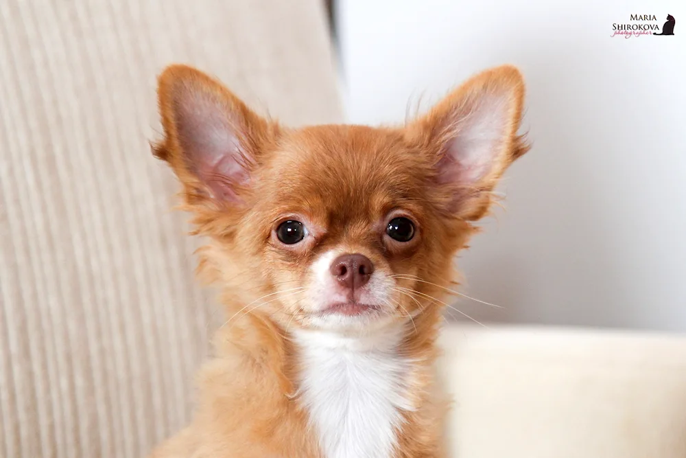 Chihuahua cobbies long-haired