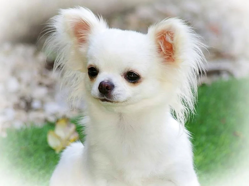 Chihuahua cobbies longhair