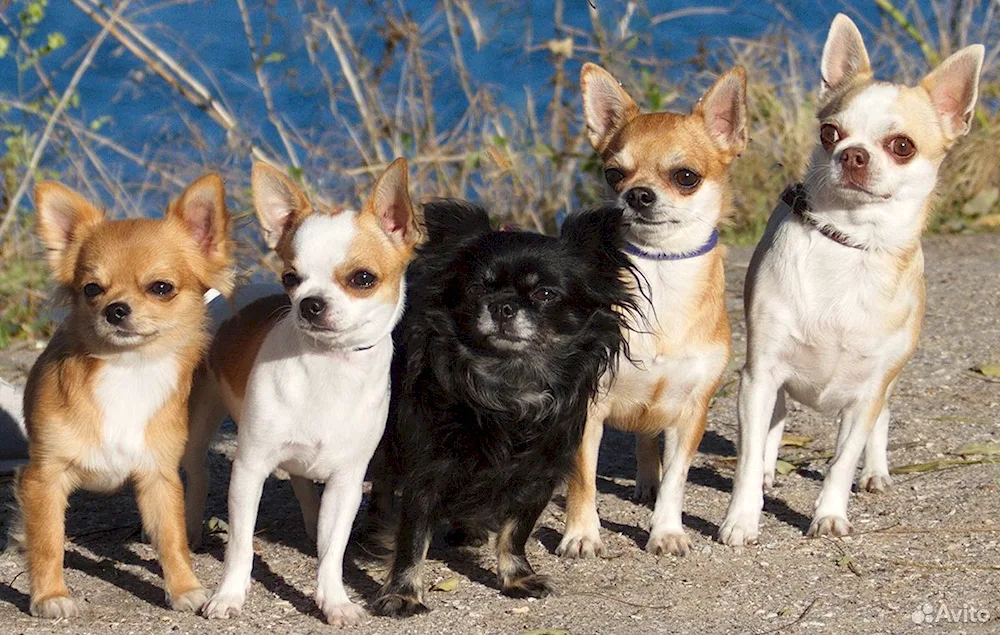 Chihuahua cobbies long-haired