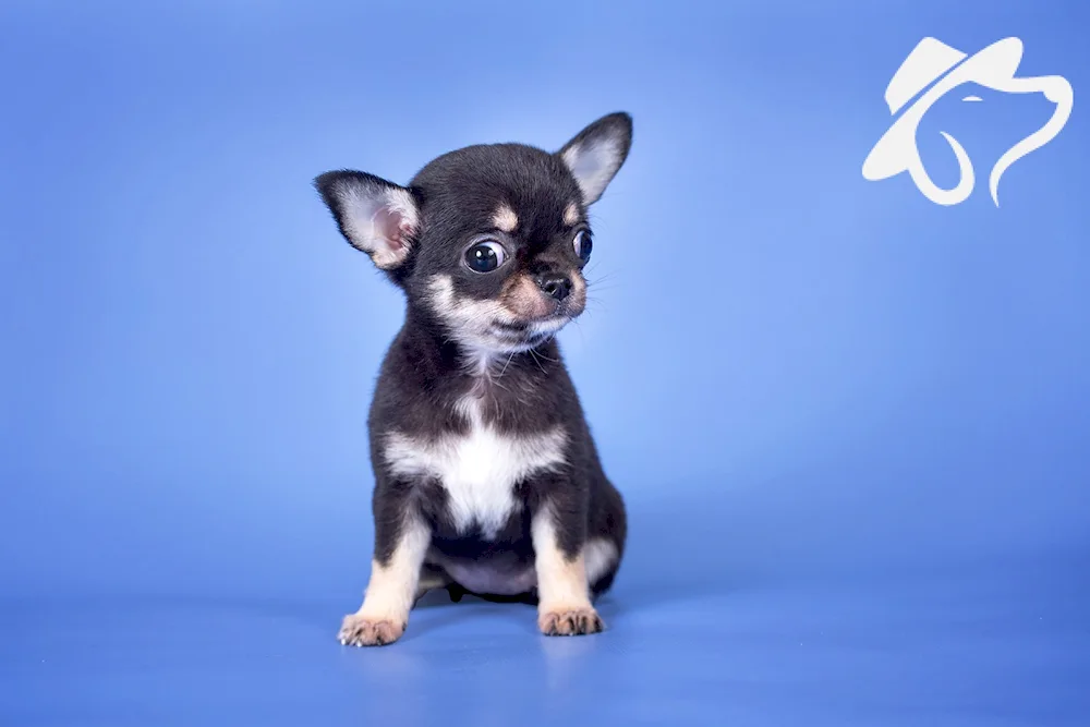 Chihuahua cobbies purple
