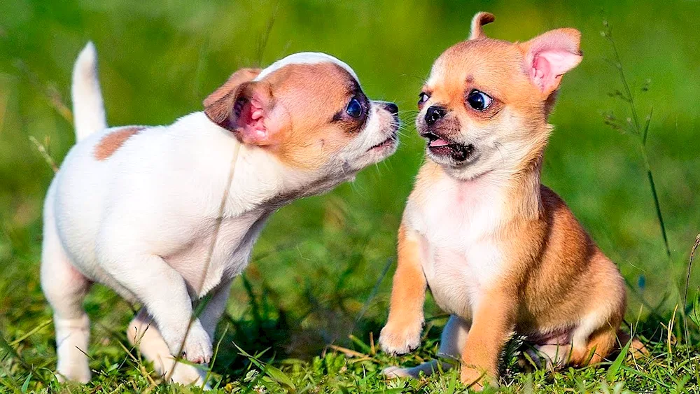 Chihuahua dog breed Shorthaired