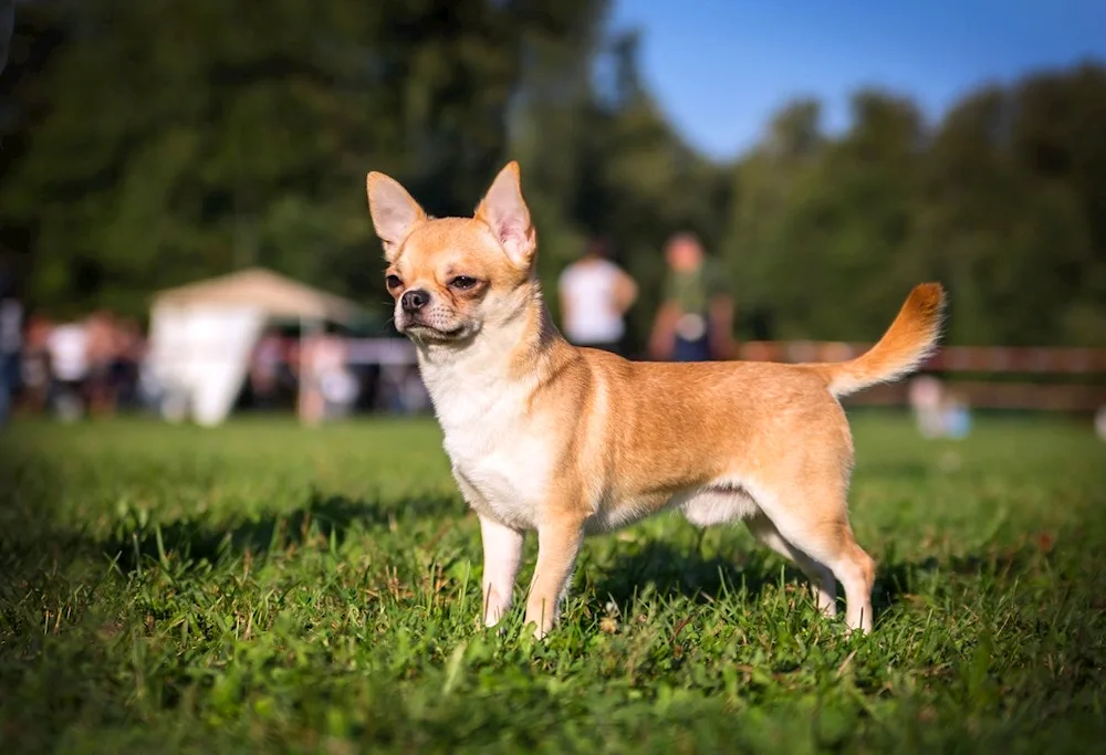 Chihuahua smooth-haired