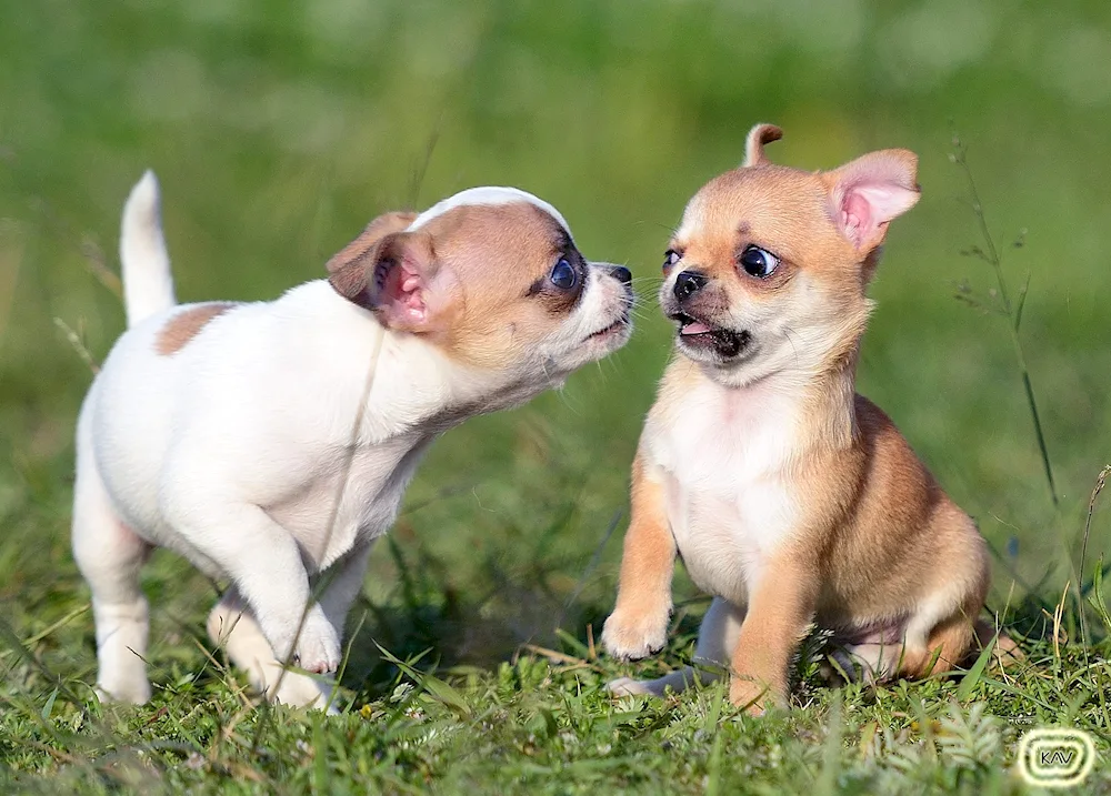 Chihuahua Shorthair