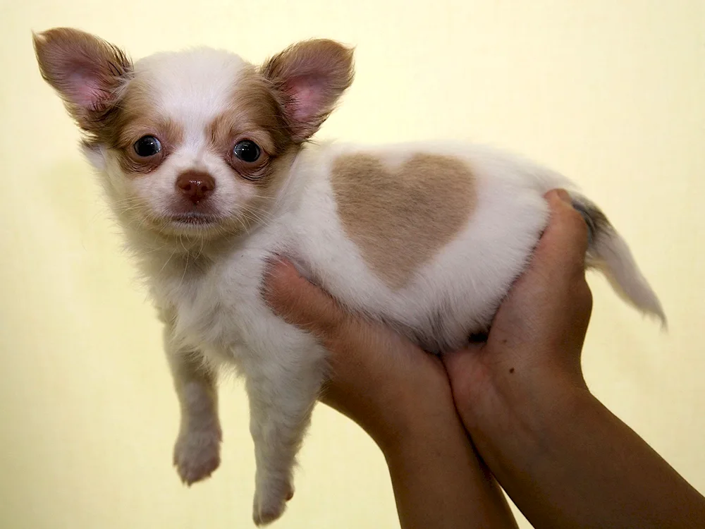 Chihuahua Merle long-haired