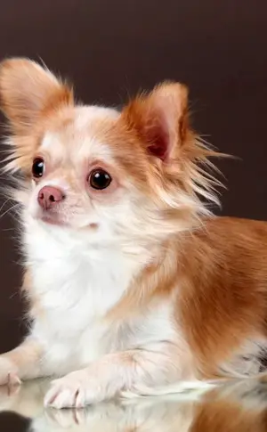 Chihuahua Merle long-haired