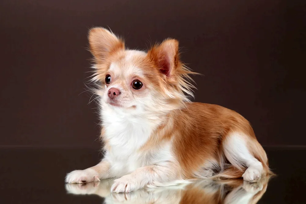 Chihuahua Merle long-haired