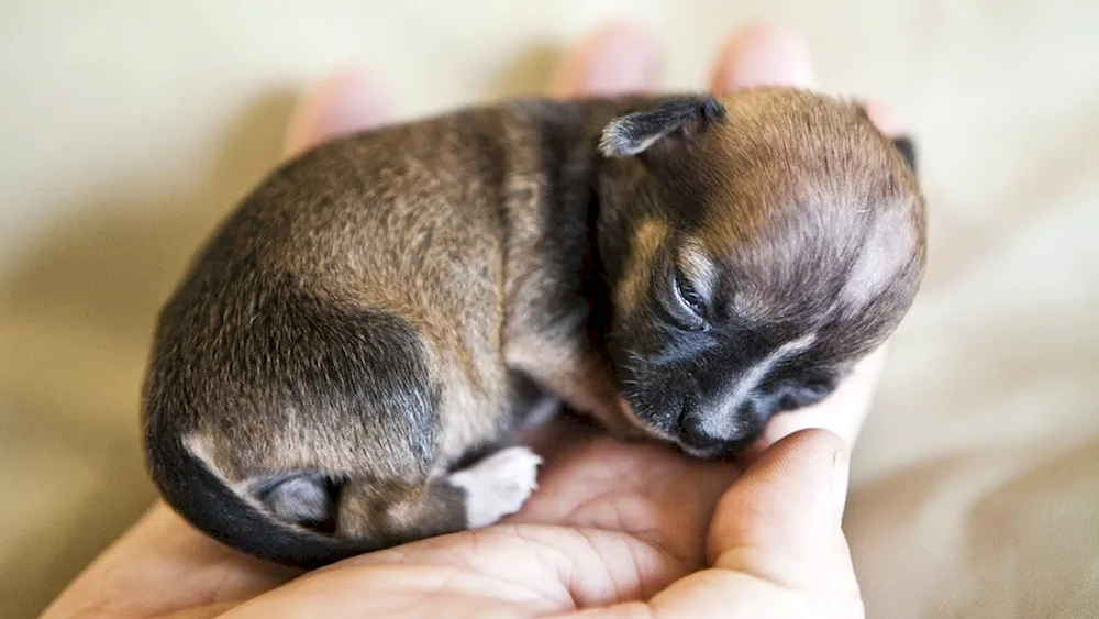 Smallest dog in the world