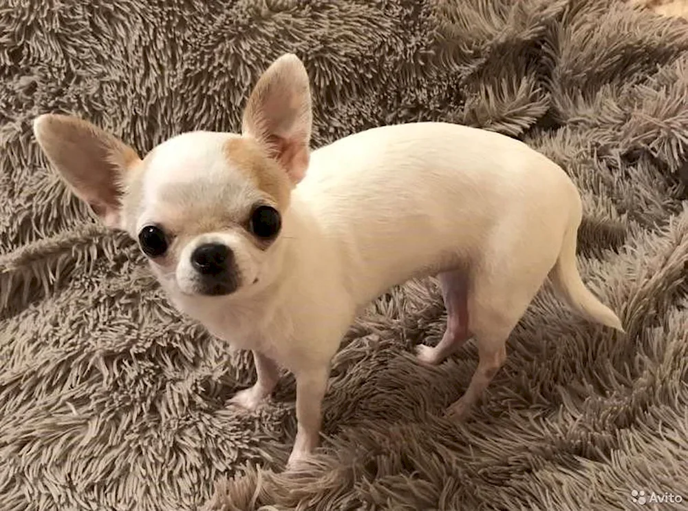 Long-haired Chihuahua