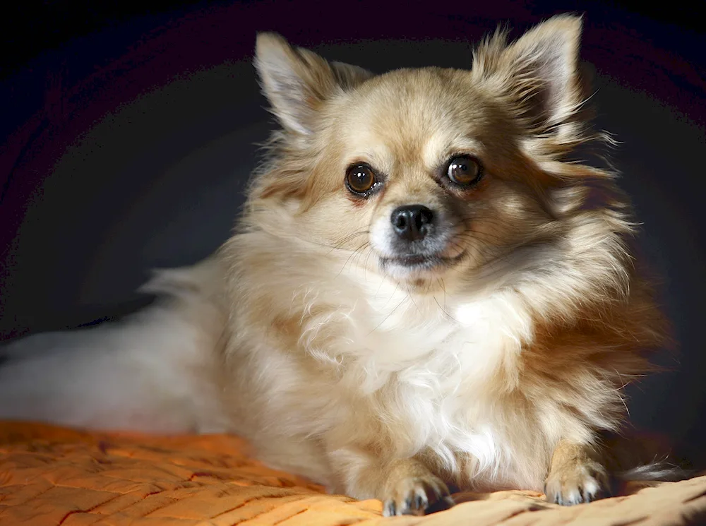 Chihuahua dog breed