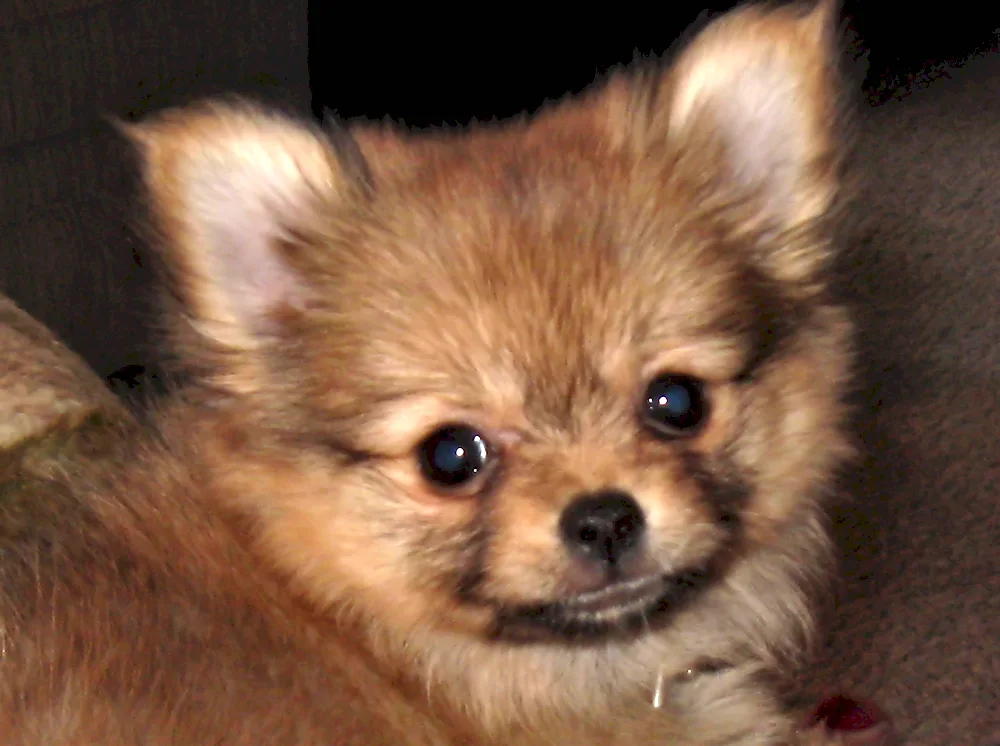 Chihuahua pomchi