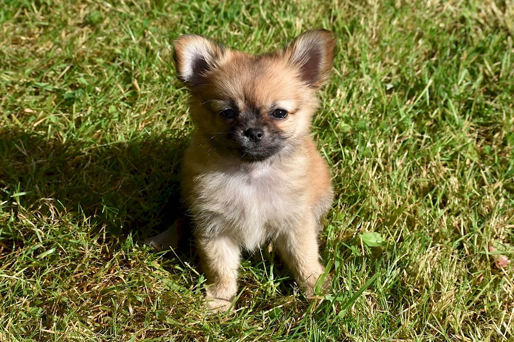 Chihuahua pomchi