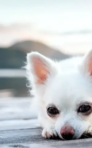 Chihuahua Puppi