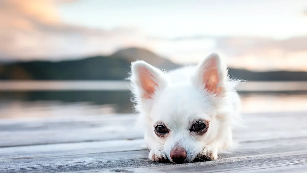 Chihuahua Puppi