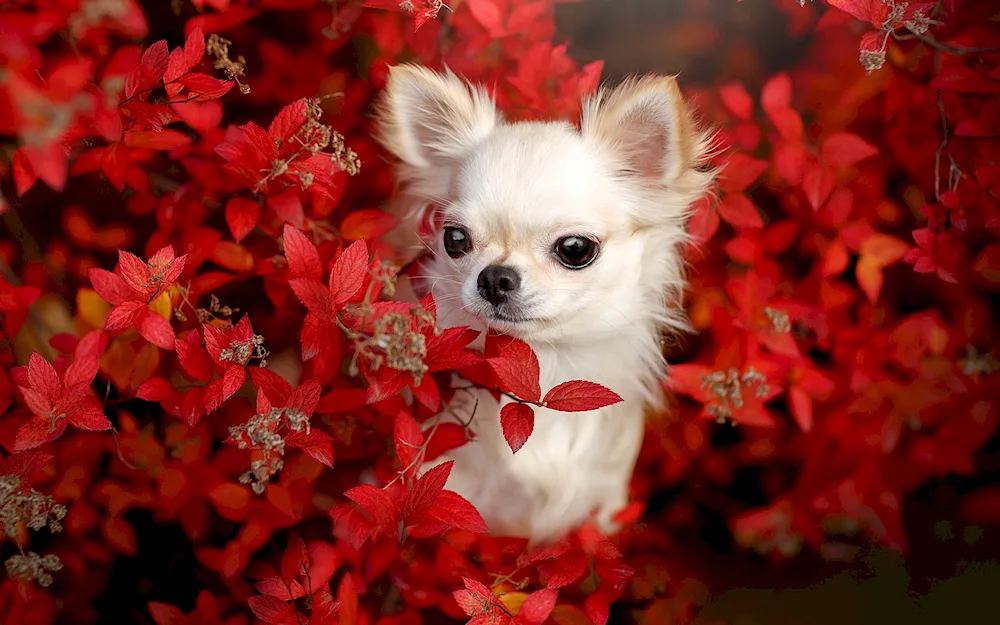 Chihuahua Puppy