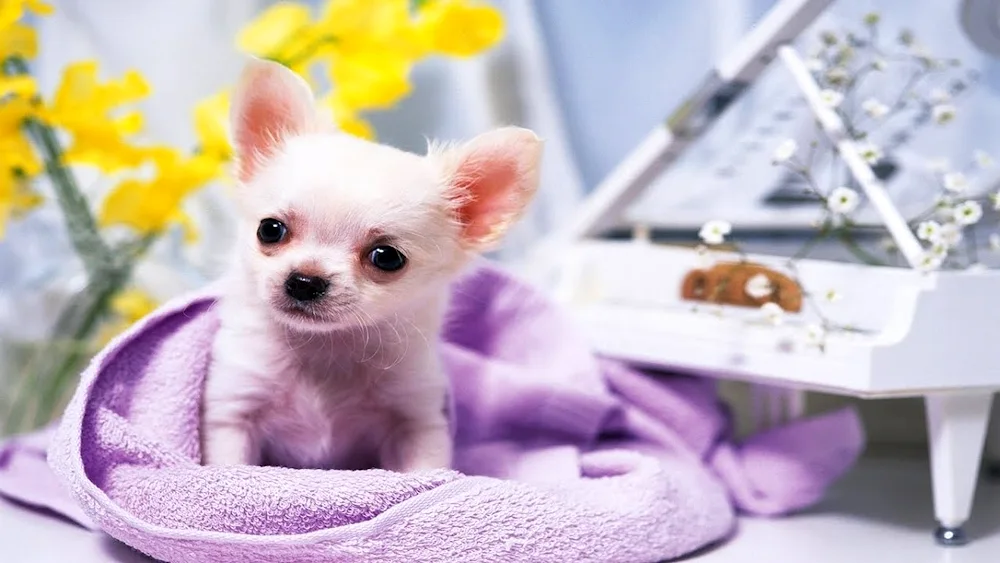 Chihuahua Puppy