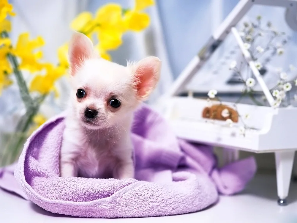 Chihuahua Puppy