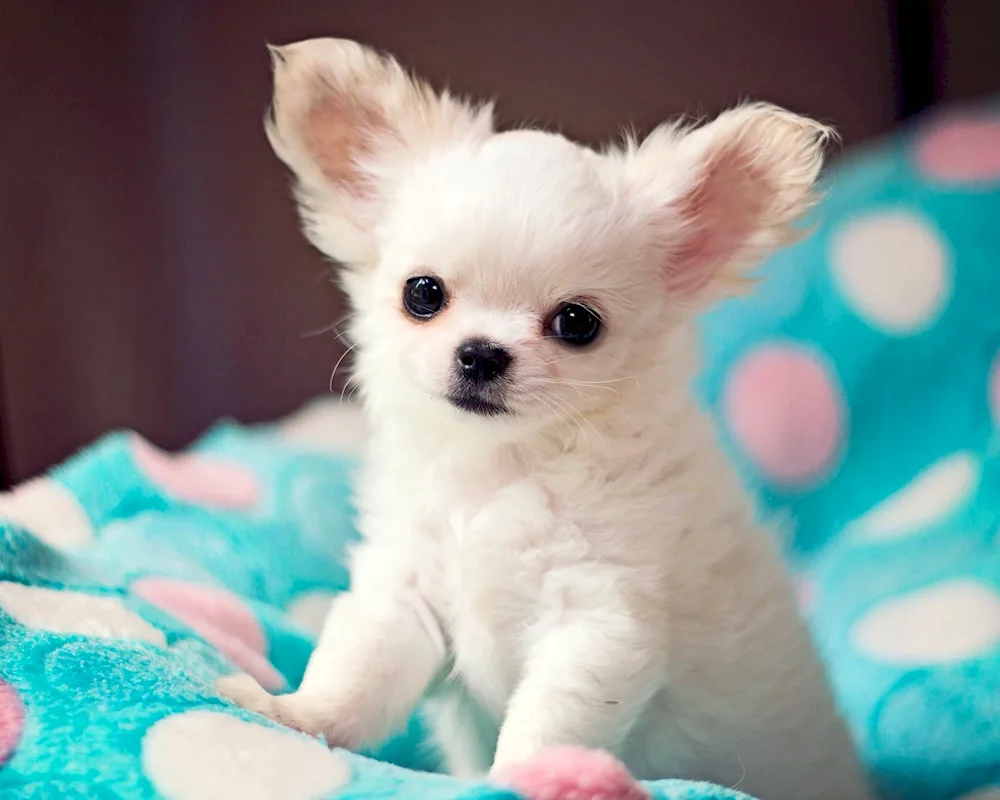 Chihuahua Puppi