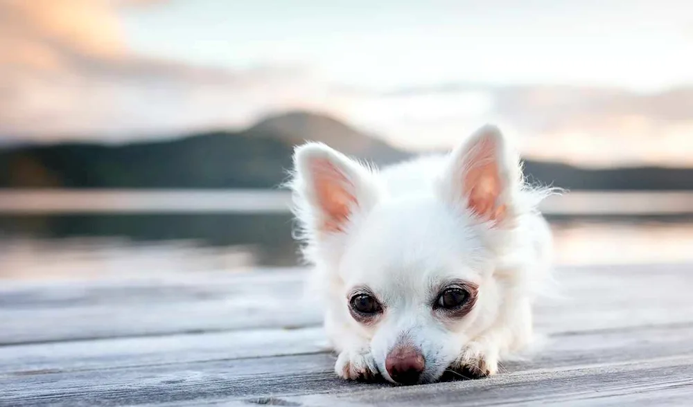 Chihuahua Puppi