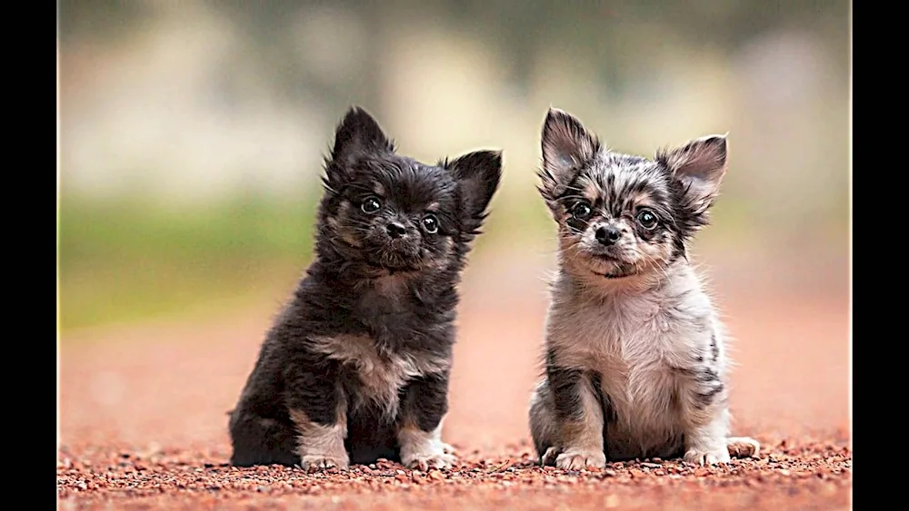 Pomeranian Dwarf Spitz Boo