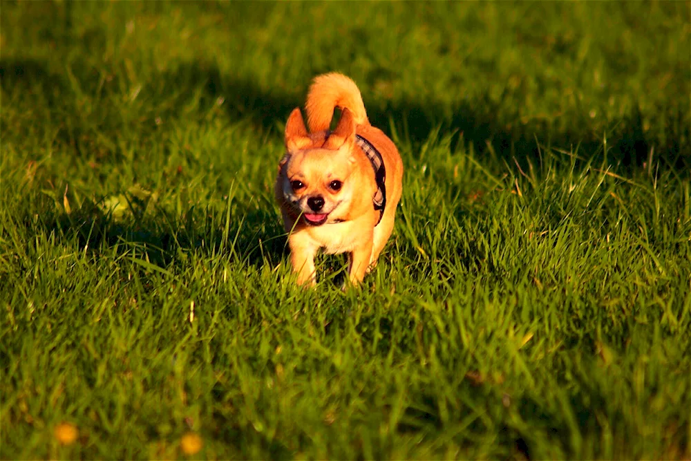 Chihuahua Russell red