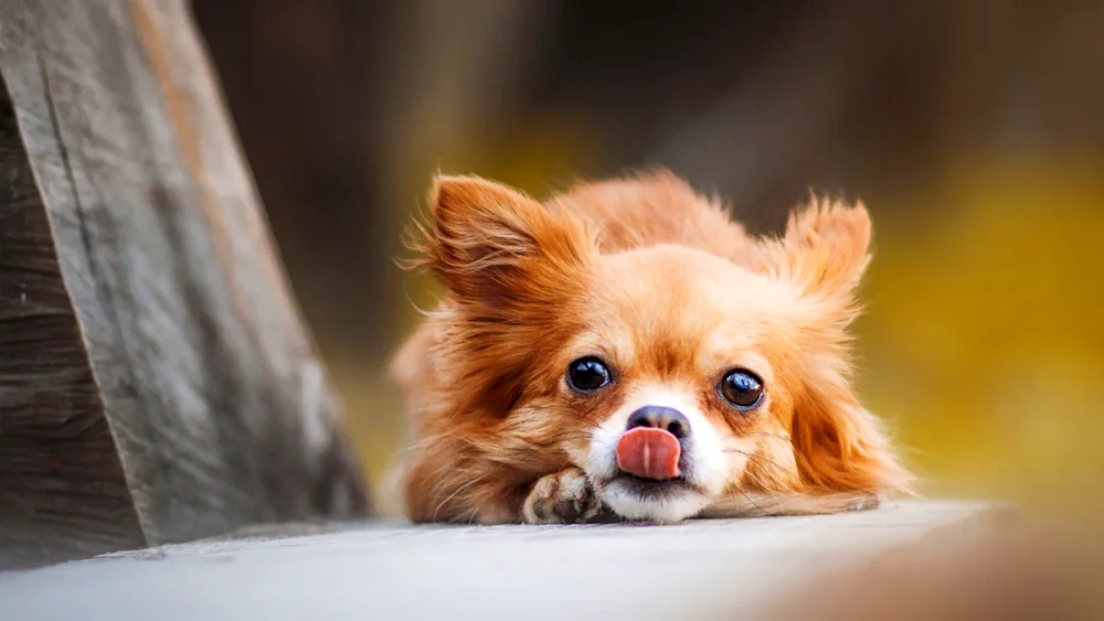 Chihuahua red long-haired