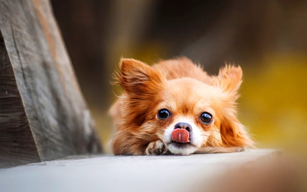 Chihuahua red longhair