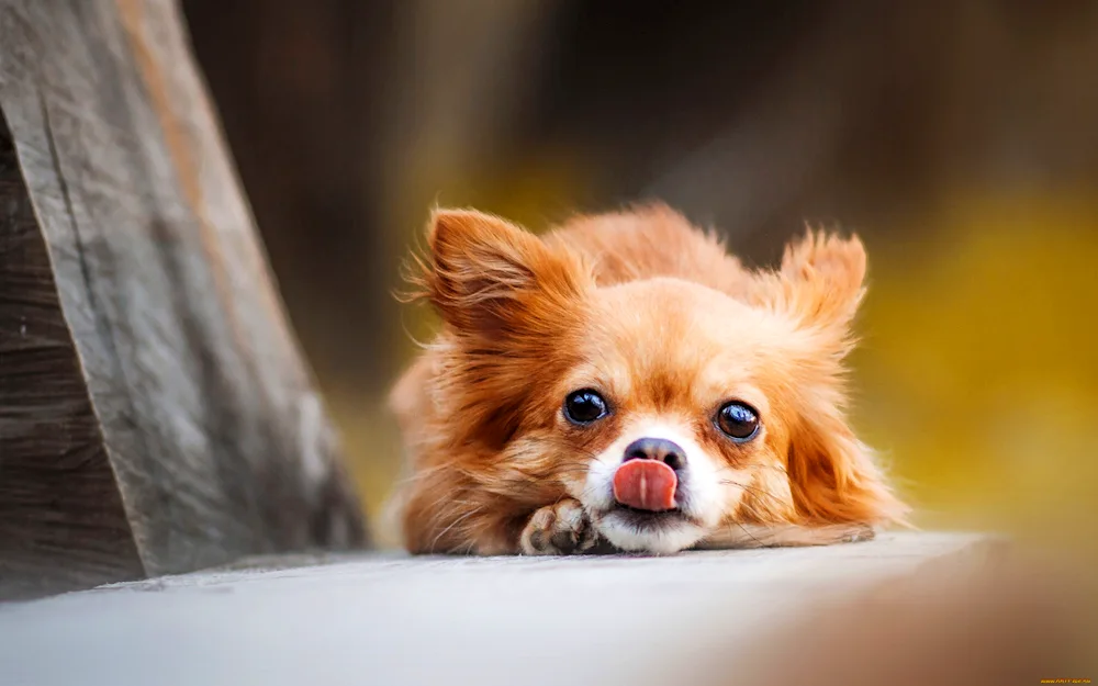 Chihuahua red long-haired