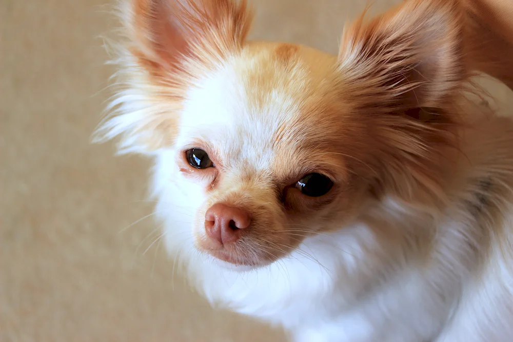 Chihuahua with long hair