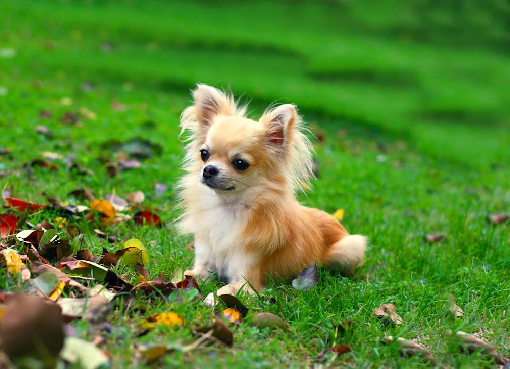 Beagle Yorkshire terrier