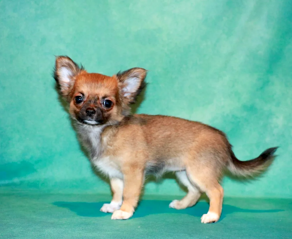 Chihuahua sable. colour