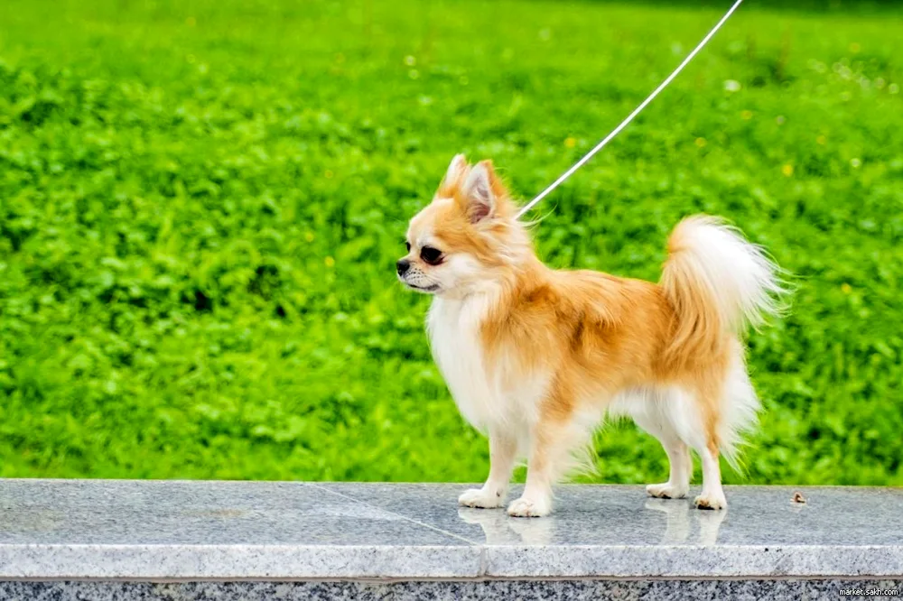 Chihuahua standard long-haired