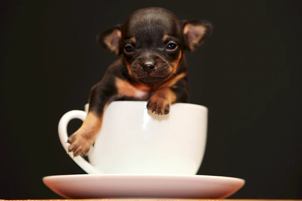 Chihuahua Teacup